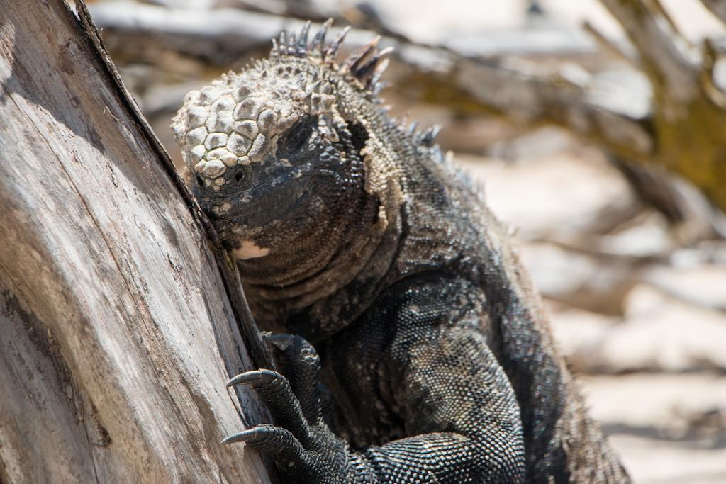 Chez Manany Galapagos Ecolodge Puerto Villamil Exteriér fotografie