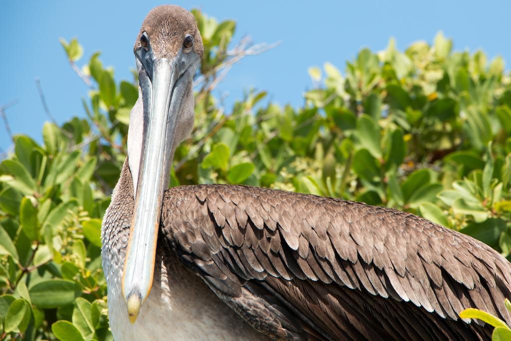 Chez Manany Galapagos Ecolodge Puerto Villamil Exteriér fotografie
